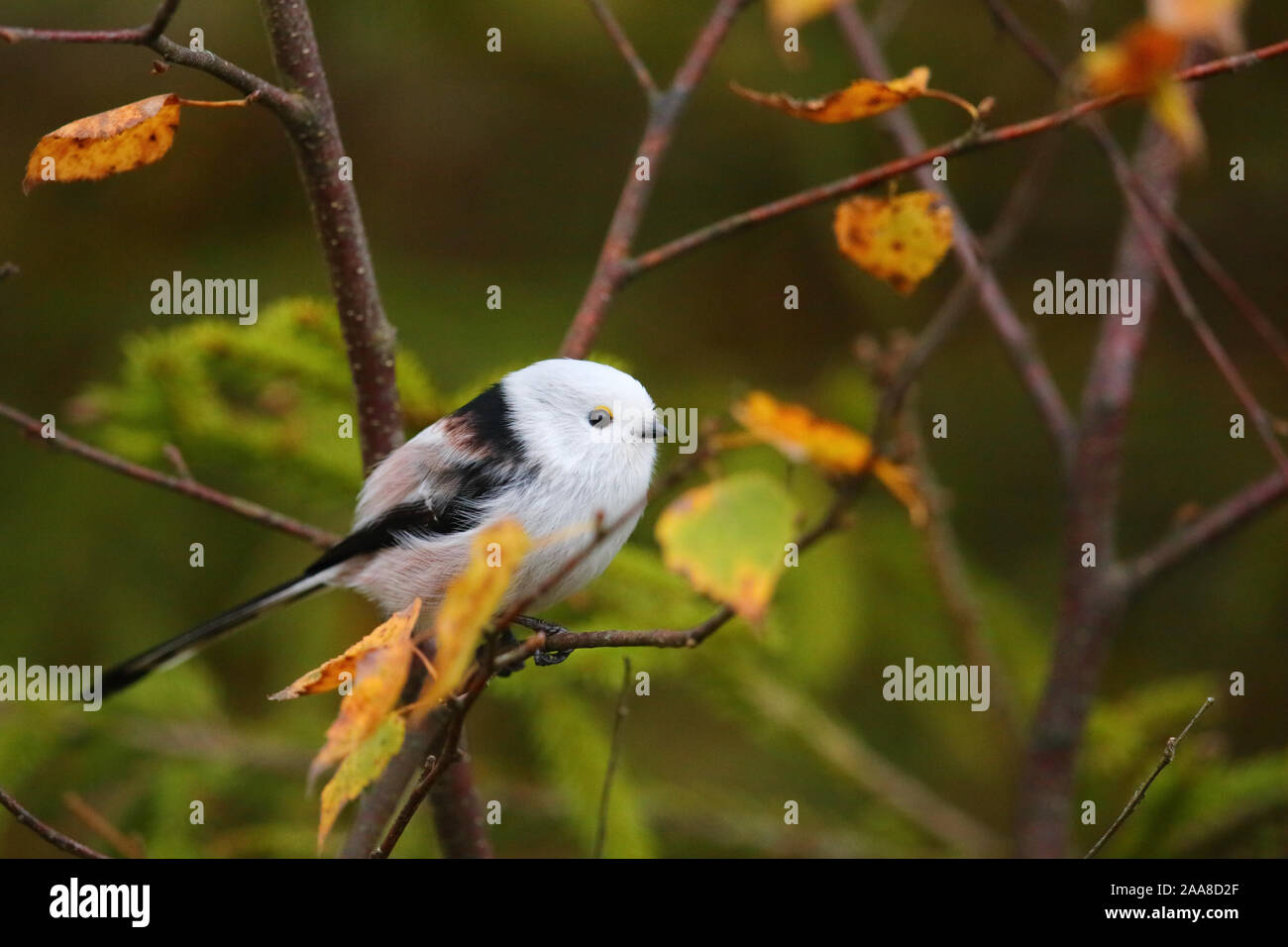 Mésange à longue queue (Aegithalos caudatus), Europe Banque D'Images