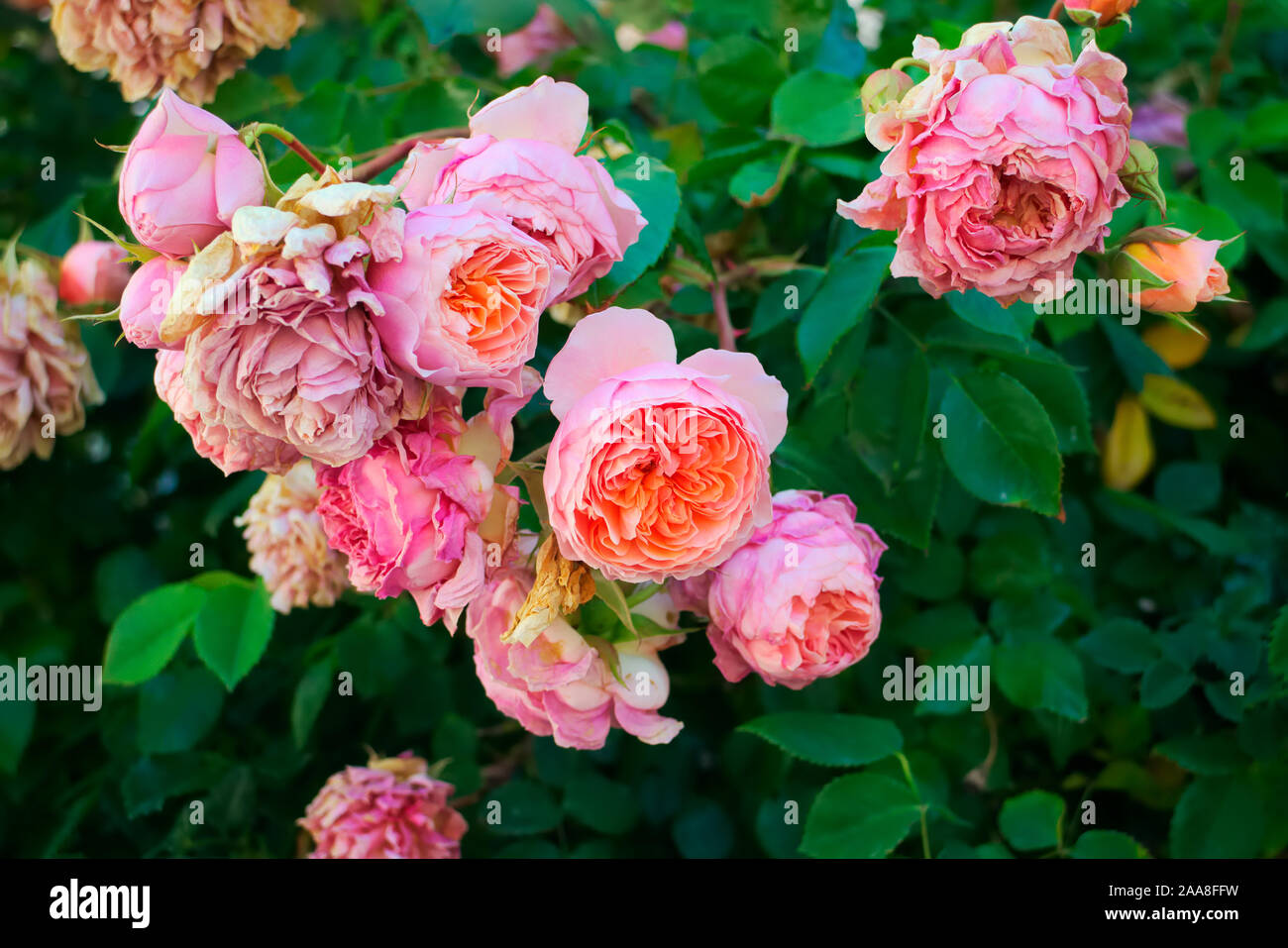 Roses anciennes - Rosa cv. peuvent devenir désagréables parce qu'ils ne perdent pas l'ancienne et des fleurs pourries Banque D'Images