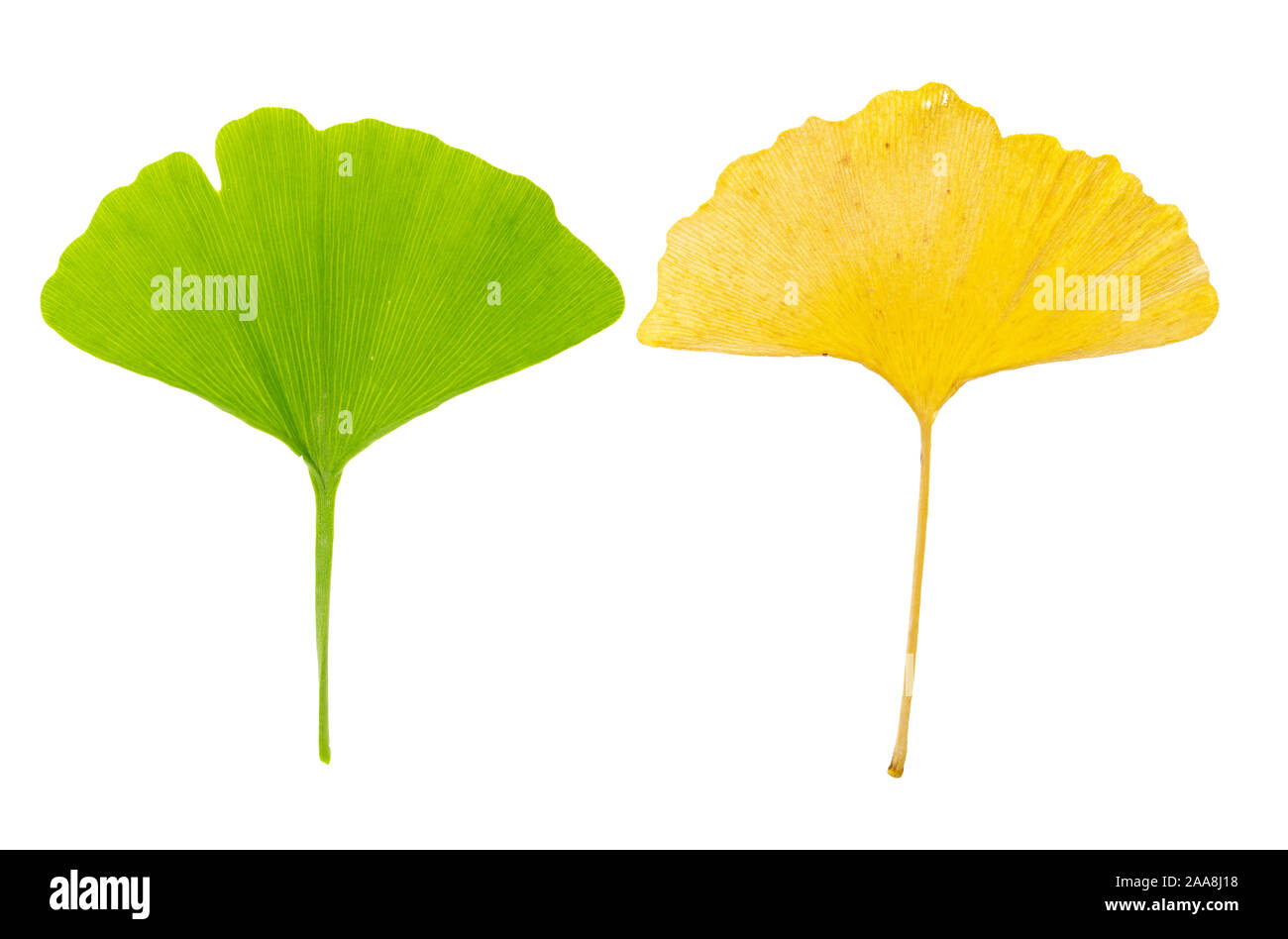 Les jeunes feuilles de ginkgo vert et jaune vieux ginko leaf en contrepartie ensemble sur fond blanc Banque D'Images