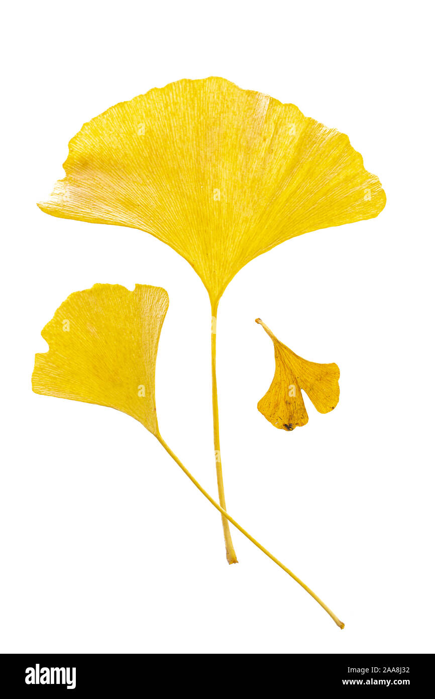 3 feuilles d'automne jaune différentes (gingko biloba) isolé sur fond blanc Banque D'Images