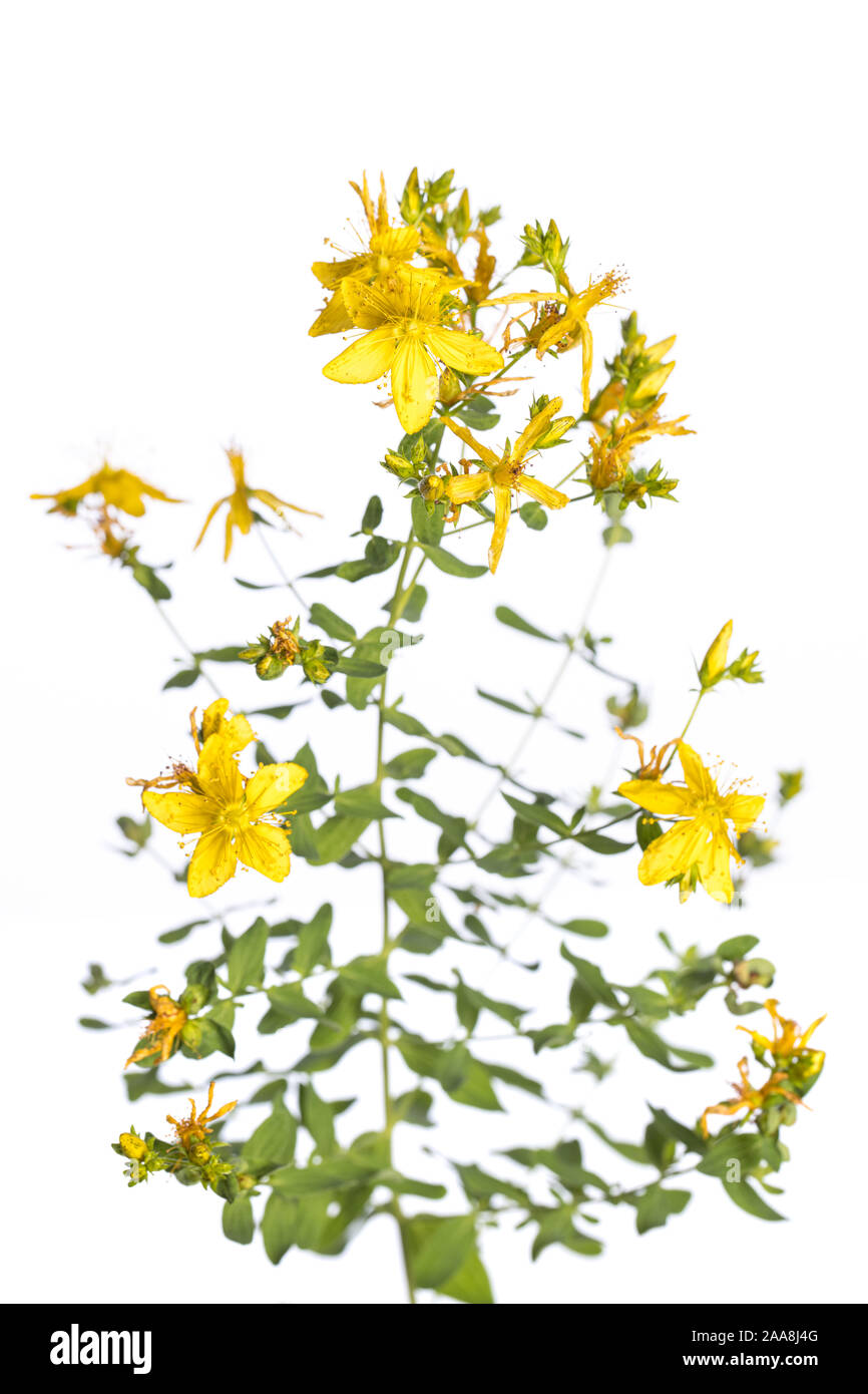 De mon jardin des plantes médicinales : Hypericum perforatum ( perforer St John's wort ) fleurs jaunes et feuilles vertes isolé sur fond blanc/vi Banque D'Images