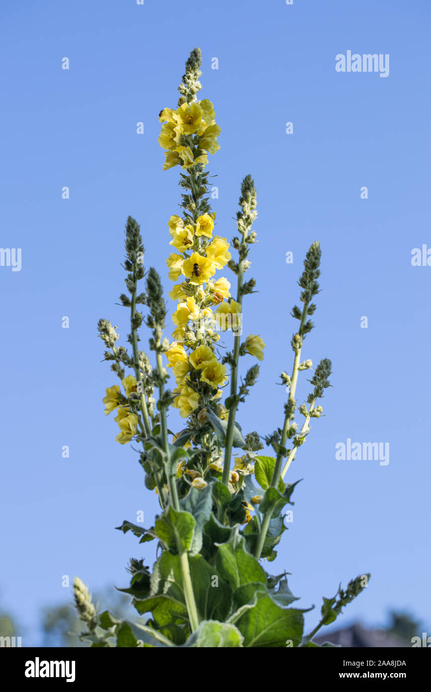 Floraison jaune molène (Verbascum densiflorum denseflower) avec queue et pousse des feuilles à l'extérieur en face de ciel bleu en arrière-plan Banque D'Images