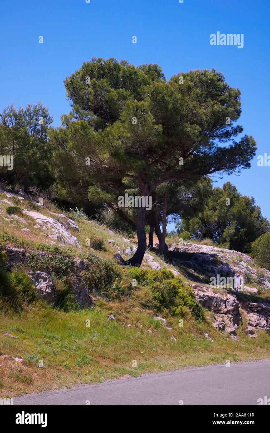 Pierre de parapluie ou de pin Pinus pinea en garrigue méditerranéenne typique de l'habitat côtier Banque D'Images
