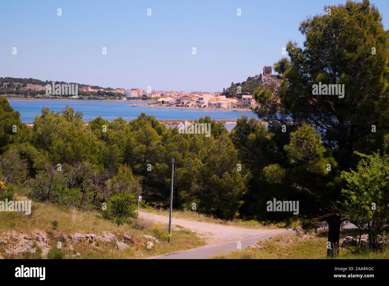 Pierre de parapluie ou de pin Pinus pinea en garrigue méditerranéenne typique de l'habitat côtier Banque D'Images