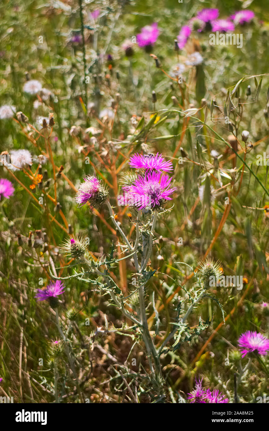 Galactites tomentosa, Pourpre chardon sauvage de plus en plus, dans le sud de la France Banque D'Images