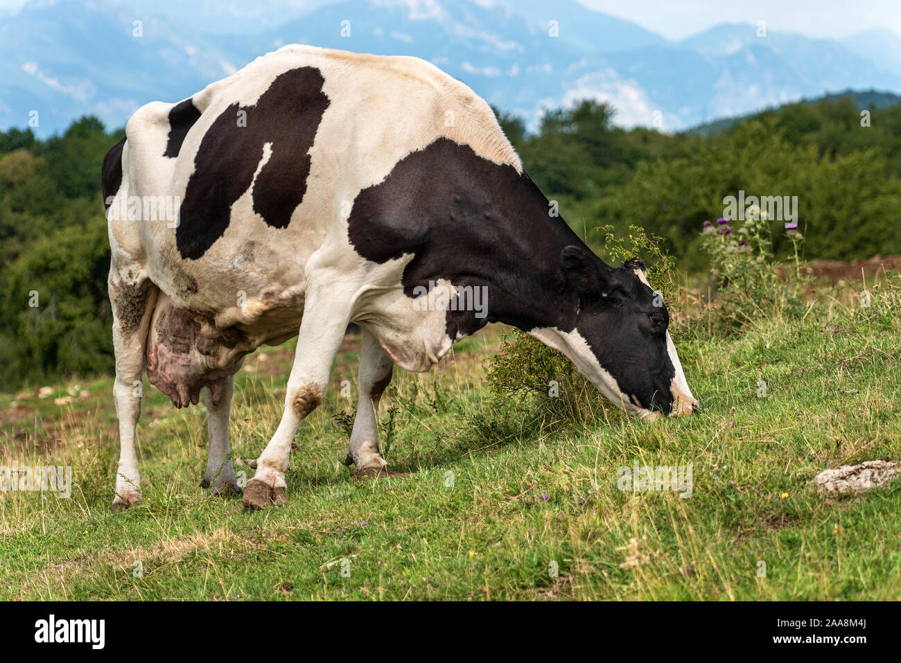 Noir et blanc d'alimentation des vaches laitières sur un alpage. Alpes italiennes, l'Europe du sud Banque D'Images