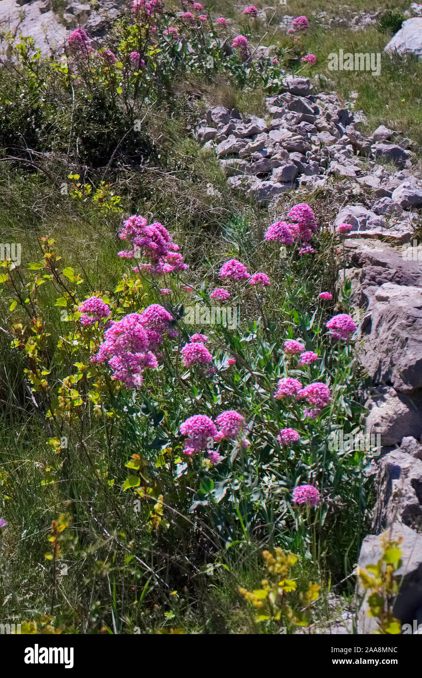 La valériane rouge Centranthus ruber croissant dans la garrigue méditerranéenne côtière dans le sud de la France Banque D'Images