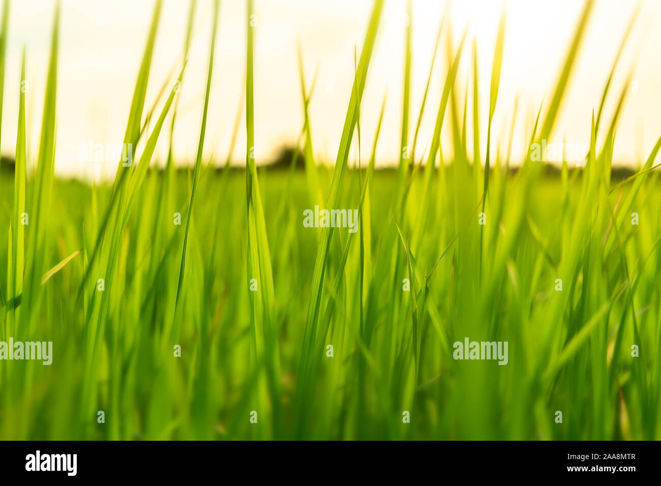 Prairie verte avec extérieure bien faible éclairage. Banque D'Images