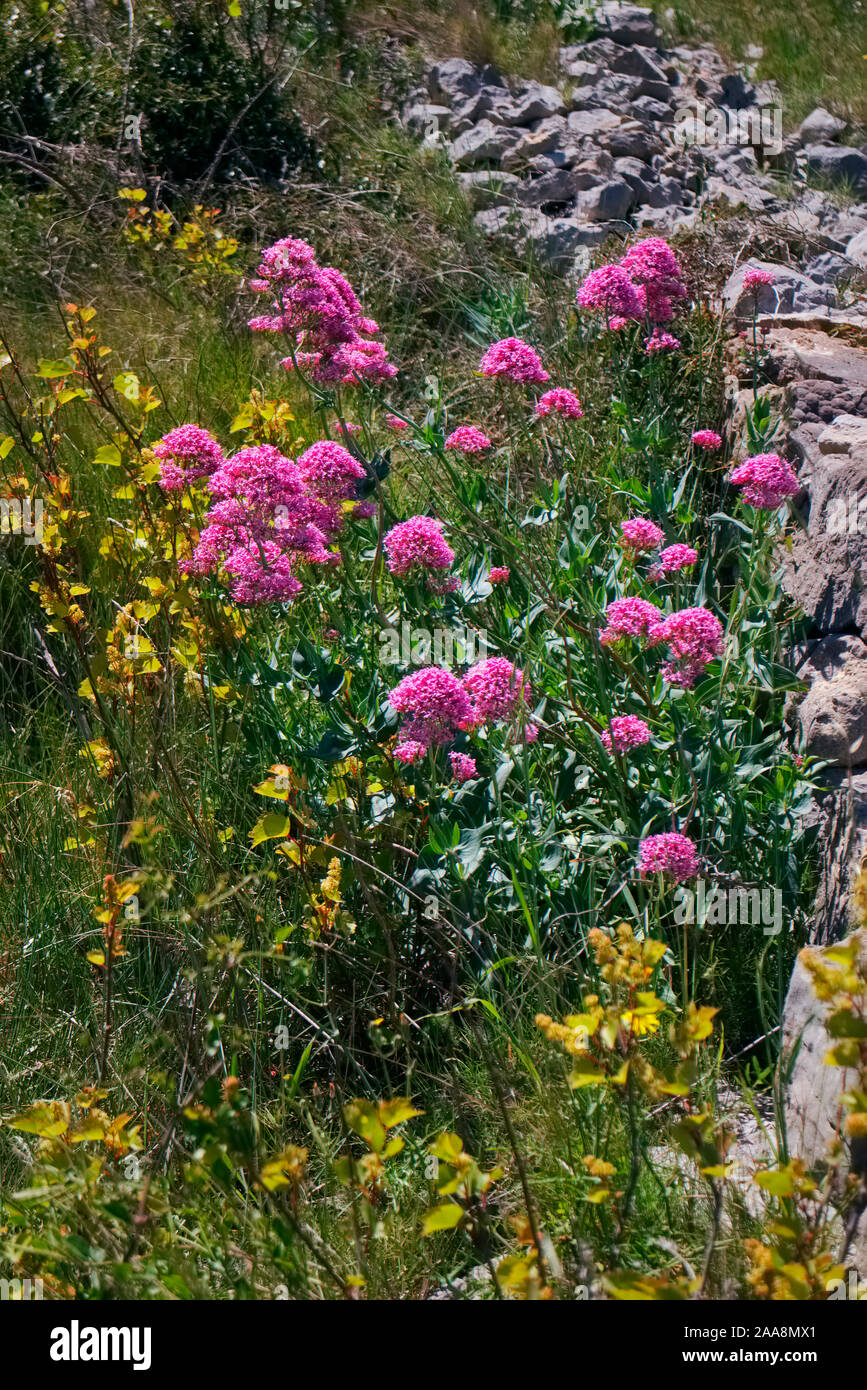 La valériane rouge Centranthus ruber croissant dans la garrigue méditerranéenne côtière dans le sud de la France Banque D'Images