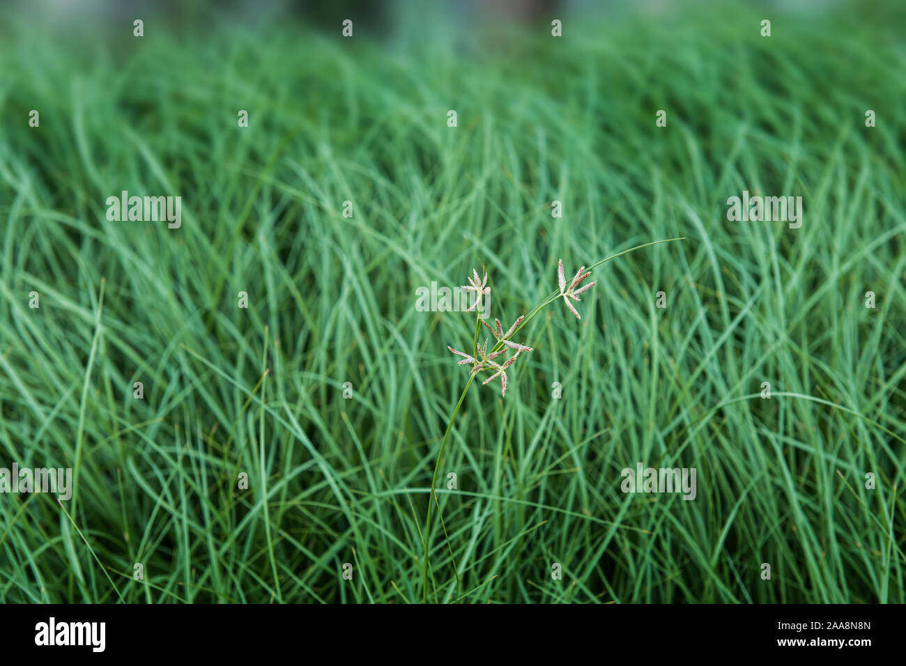 Prairie verte avec extérieure bien faible éclairage. Banque D'Images