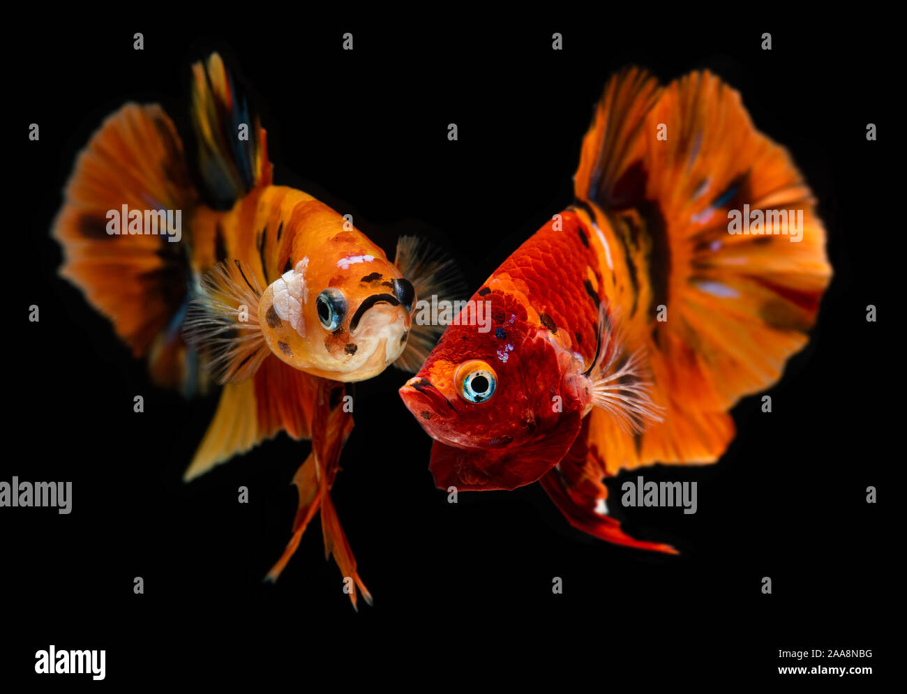 Plaqués nemo betta ou poisson siamois combats en rouge et orange mélangé avec dot colorés en fond noir. Banque D'Images