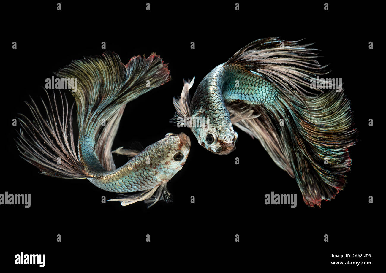 Cuivre émeraude betta ou poisson combat siamois avec éclairage studio. Banque D'Images