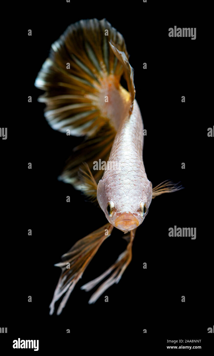 Silver dragon betta poisson combat Siamois en action. Banque D'Images