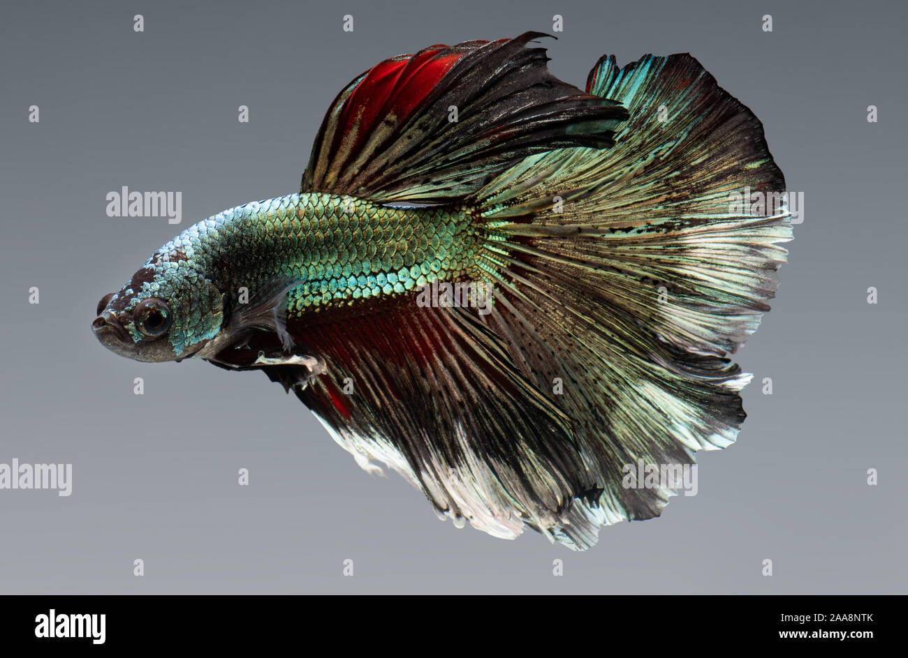 Or Argent couleur cuivre betta poisson combat Siamois en action. Banque D'Images