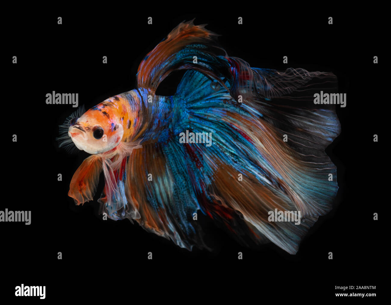 La demi-lune nemo betta poisson combat siamois mouvement avec fond noir. Banque D'Images