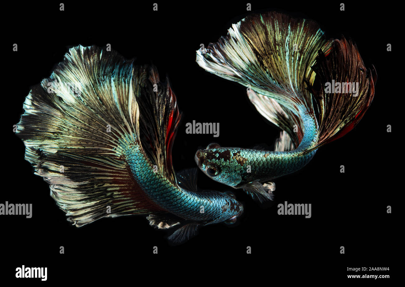 Or Argent couleur cuivre betta poisson combat Siamois en action. Banque D'Images