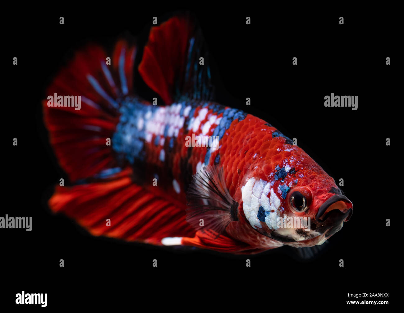 Galaxie Koi plaqués betta poisson combat siamois déménagement action avec fond noir. Banque D'Images