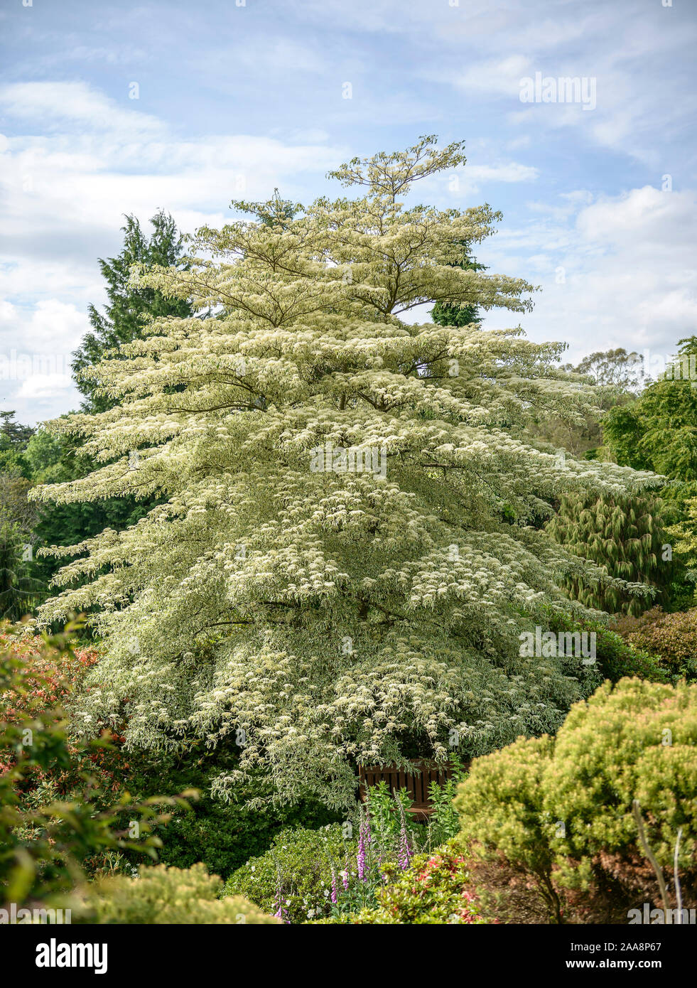 Weißbunter Etagen-Hartriegel (Cornus controversa 'Variegata') Banque D'Images