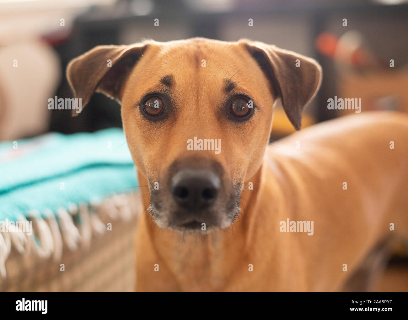Tan chien avec les oreilles tombantes et big brown dog eyes looking at camera Banque D'Images