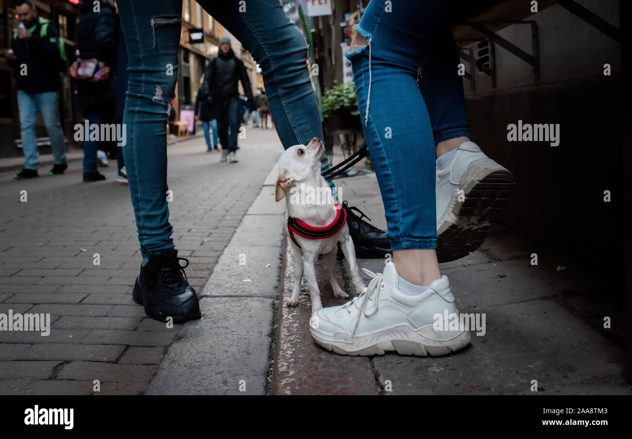 Chihuahua chien assis dans la rue à la recherche jusqu'à ses propriétaires Banque D'Images