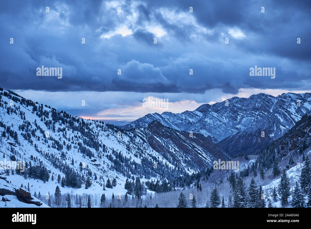 La neige et des sapins dans les montagnes Wasatch de l'Utah, USA Banque D'Images