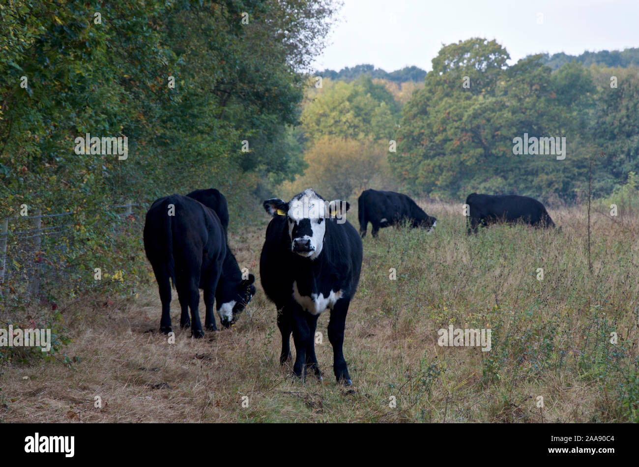Les jeunes taureaux Hereford noir dans un champ de pâturage Banque D'Images