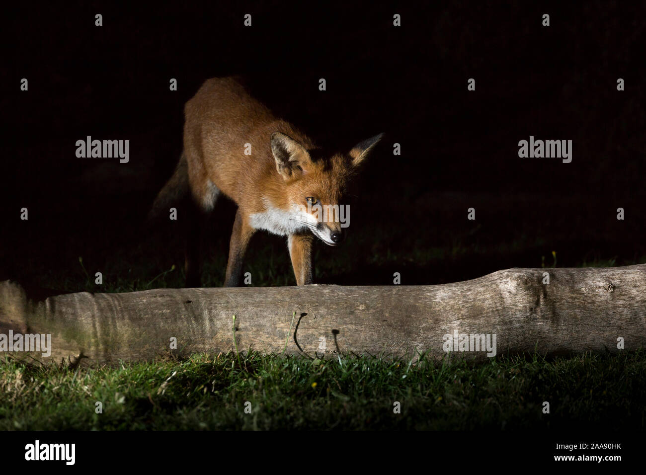 Renard roux sauvage et urbain (Vulpes vulpes) isolé dans l'obscurité, qui s'éveille dans un jardin britannique la nuit, pris dans les projecteurs. Banque D'Images