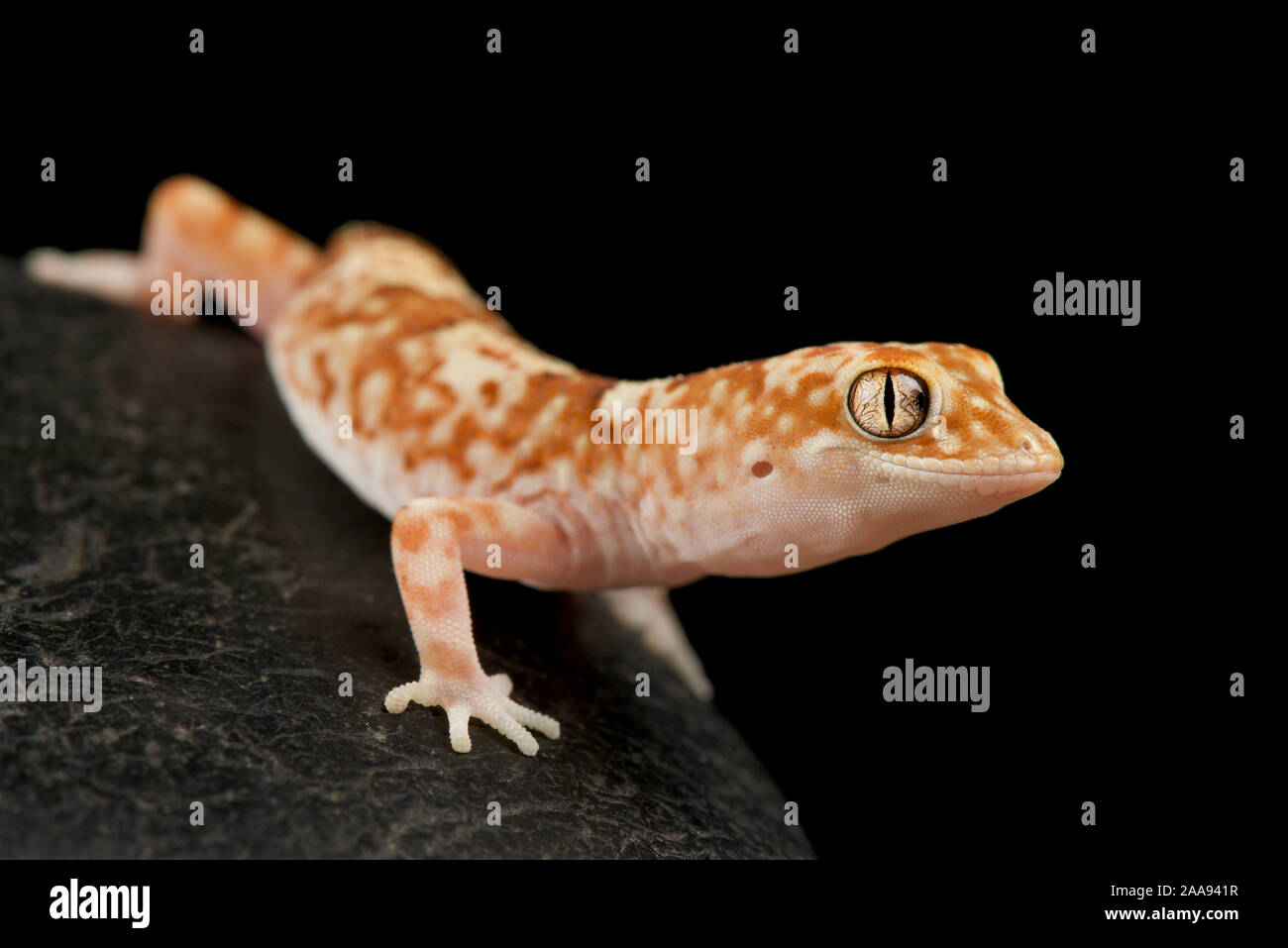 Gibber gecko (sous-famille des Geckoninés byrnei) Banque D'Images