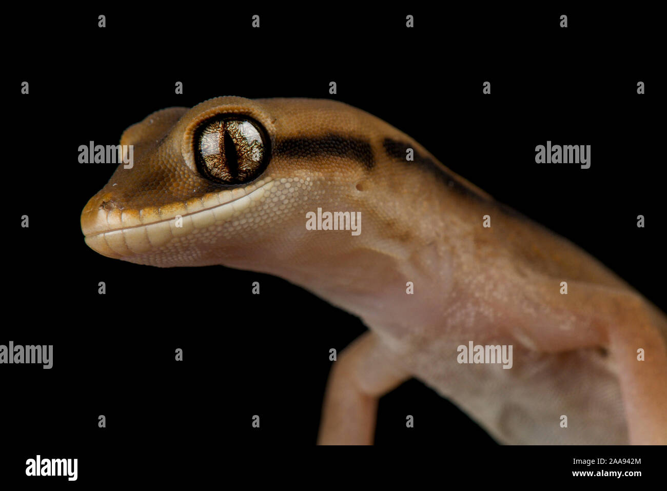 Pierre géant gecko (granariensis Diplodactylus rex) Banque D'Images