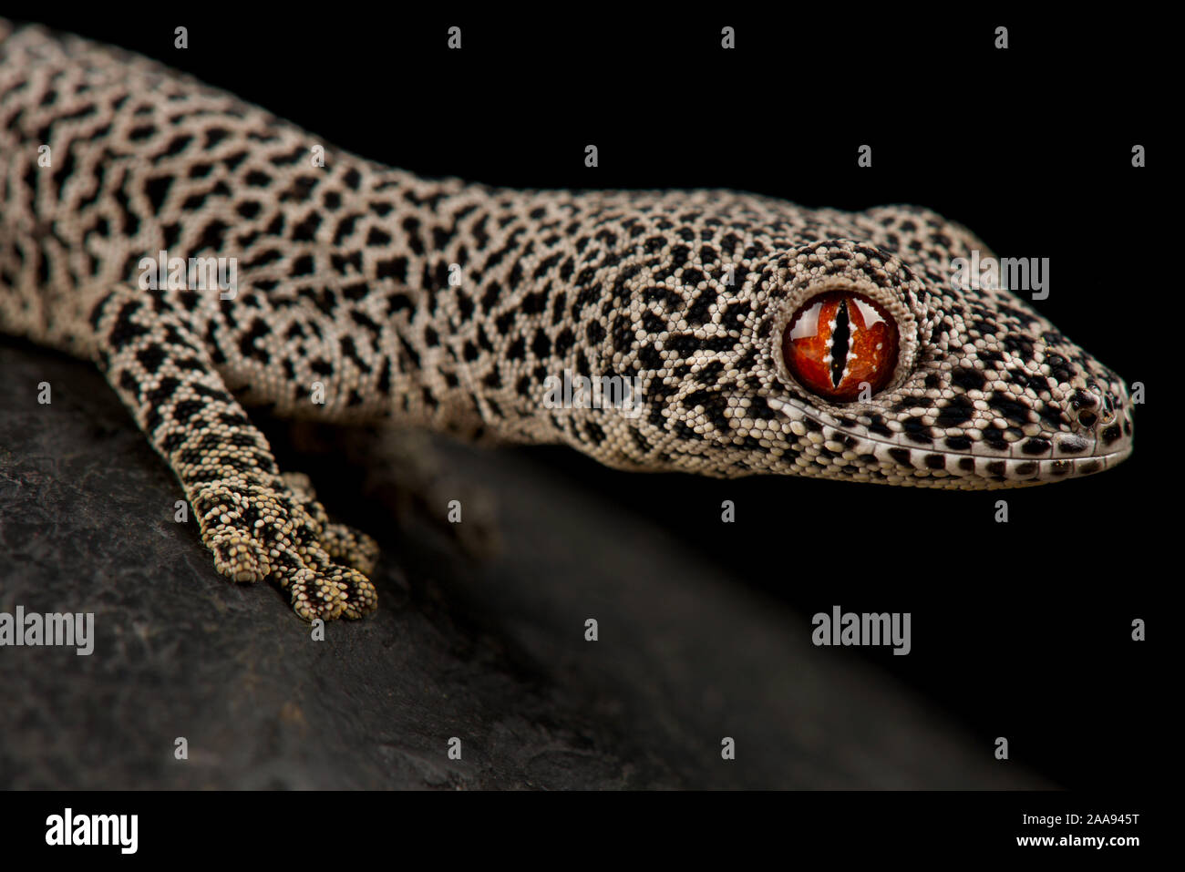 Golden gecko à queue épineuse (Strophurus taenicauda) Banque D'Images