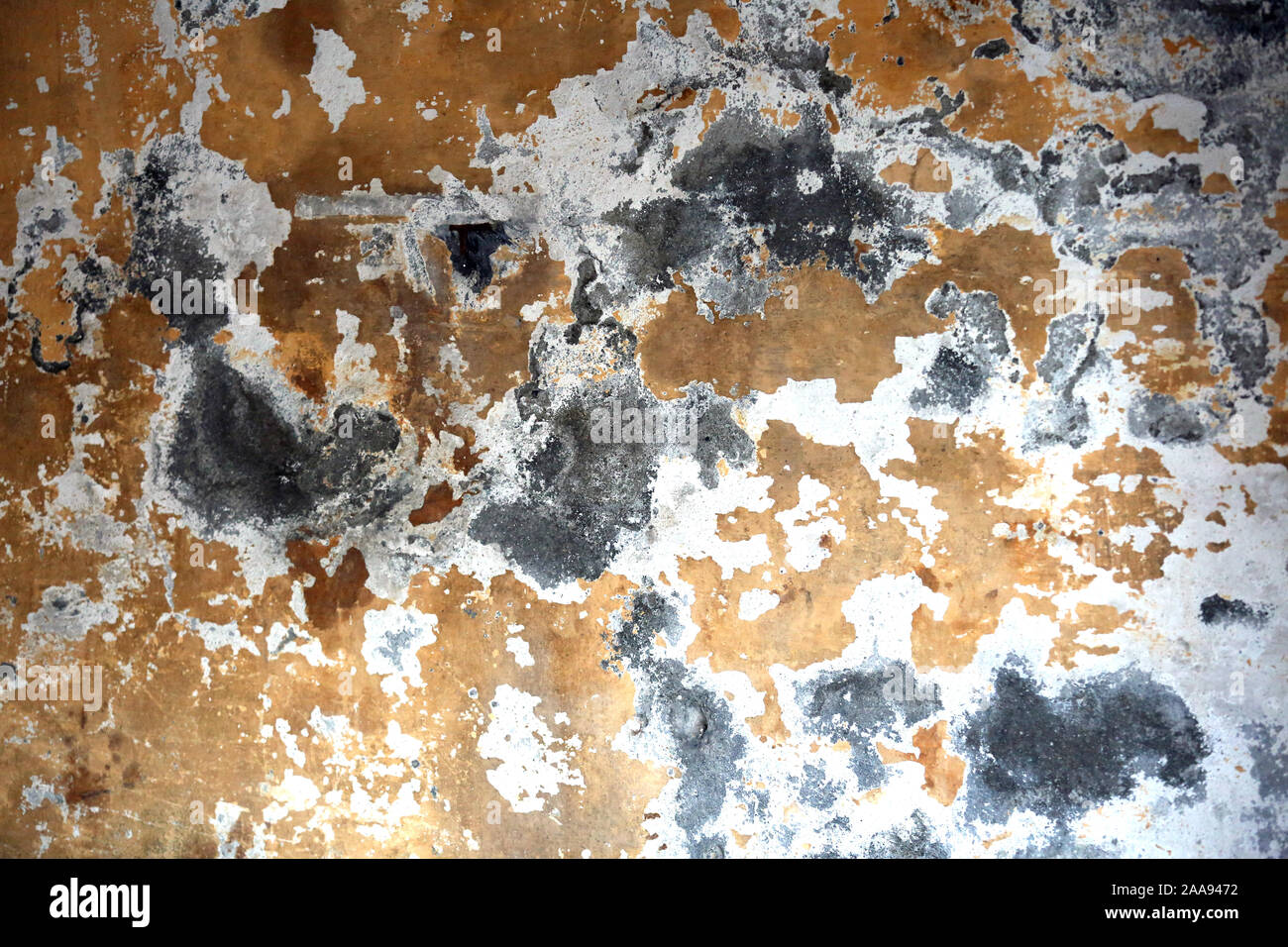 L'écaillage de la peinture et de Lichen Texture Pattern Background on wall Banque D'Images