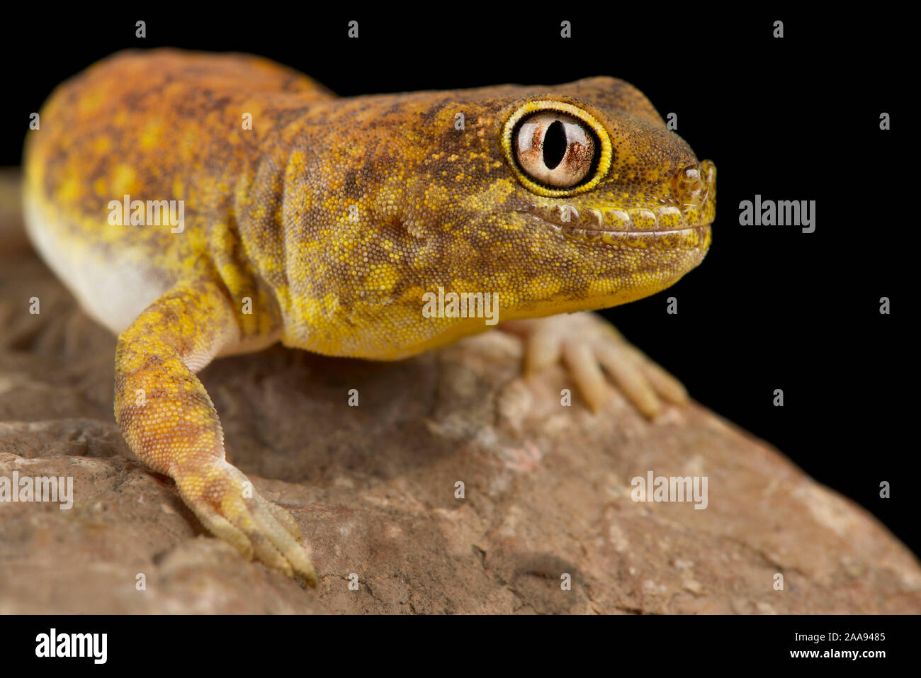 Koch's barking gecko (Ptenopus kochi) Banque D'Images