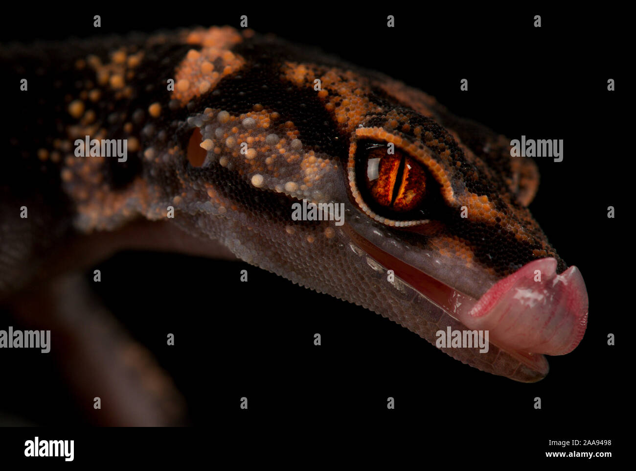 Iheyajima tomyamai Goniurosaurus gecko (masse) Banque D'Images