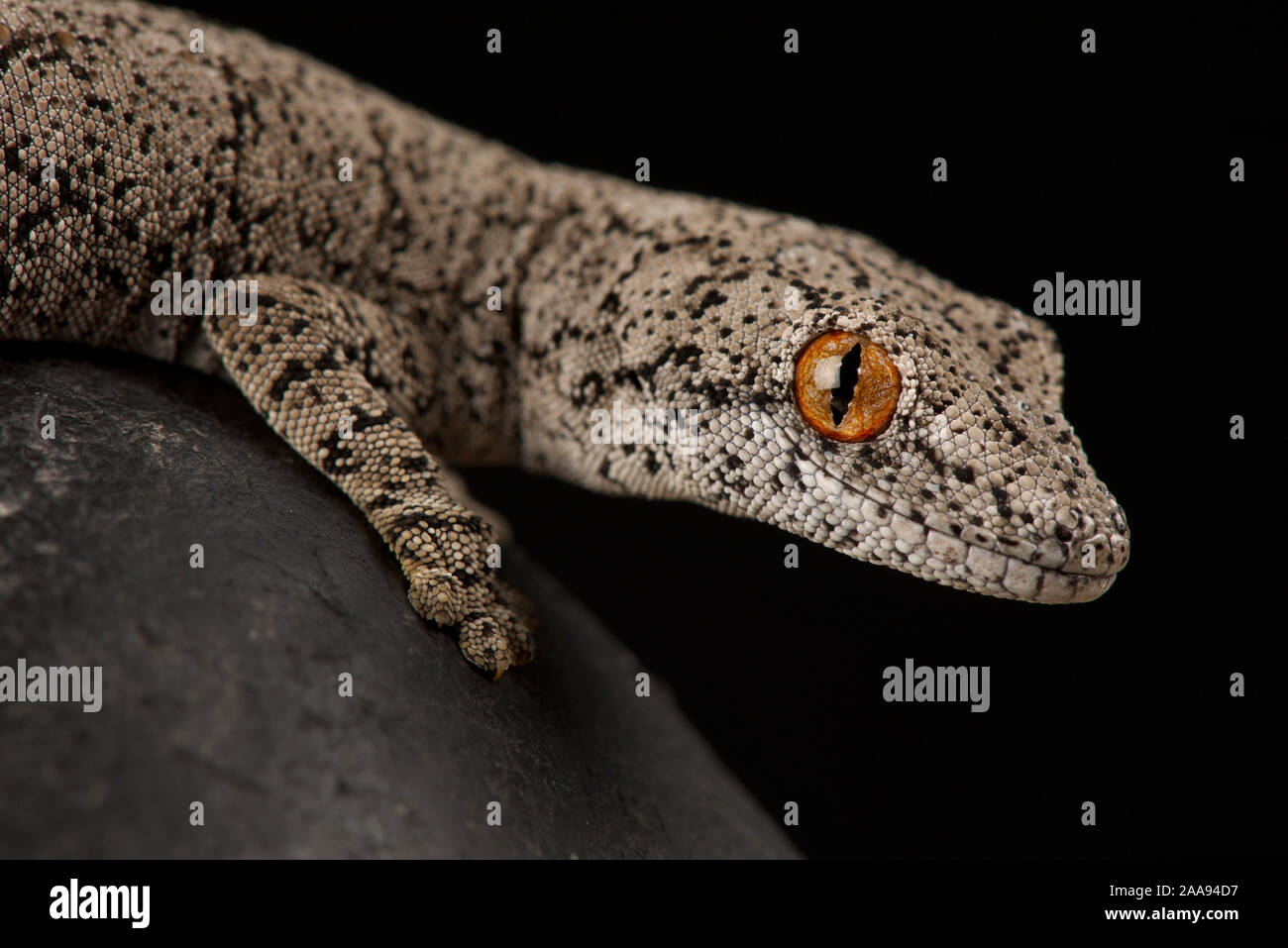 La tortue à gecko à queue (Strophurus intermedius) Banque D'Images