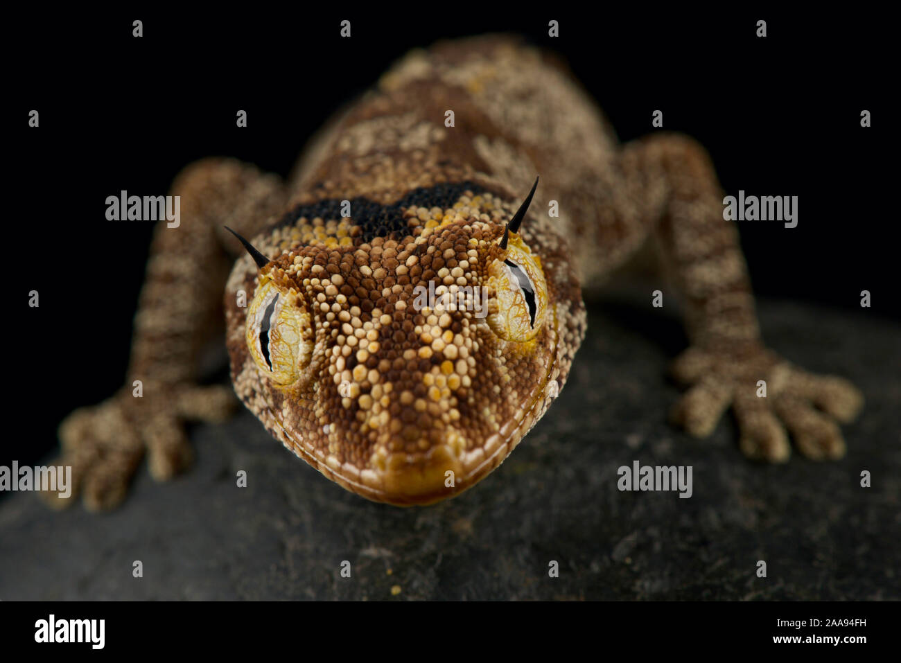 Gecko à queue épineuse du nord (Strophurus ciliaris) Banque D'Images