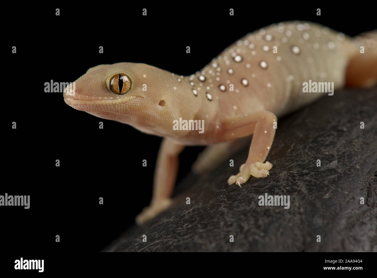 Gecko (elderi Strophurus Jeweled) Banque D'Images