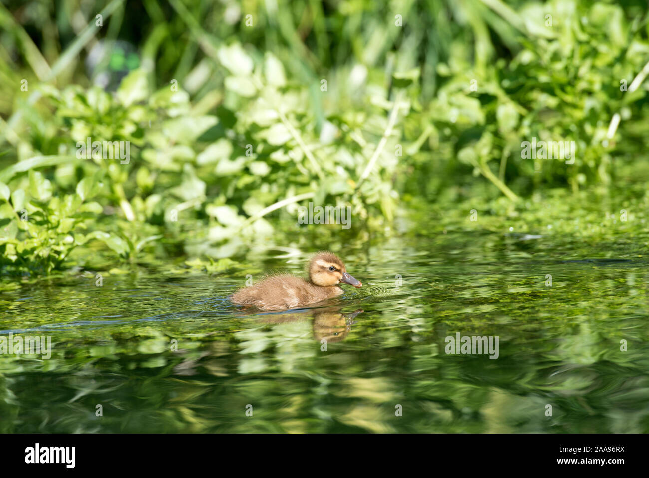 Canard colvert, canard (Anas Plathyrynchos), France Banque D'Images