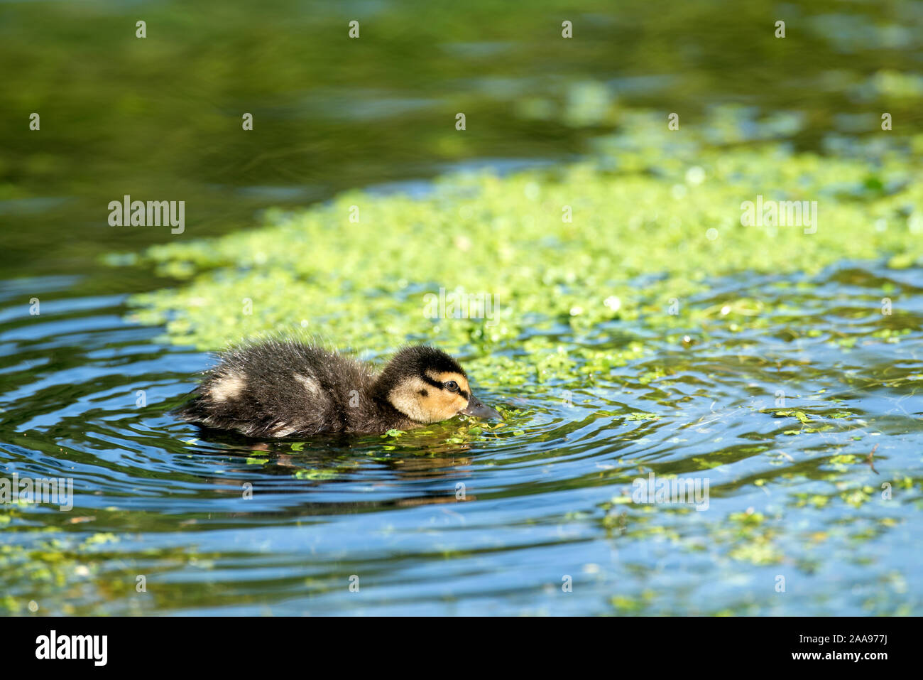 Petit Canard colvert, Anas plathyrhynchos (manger), France Banque D'Images