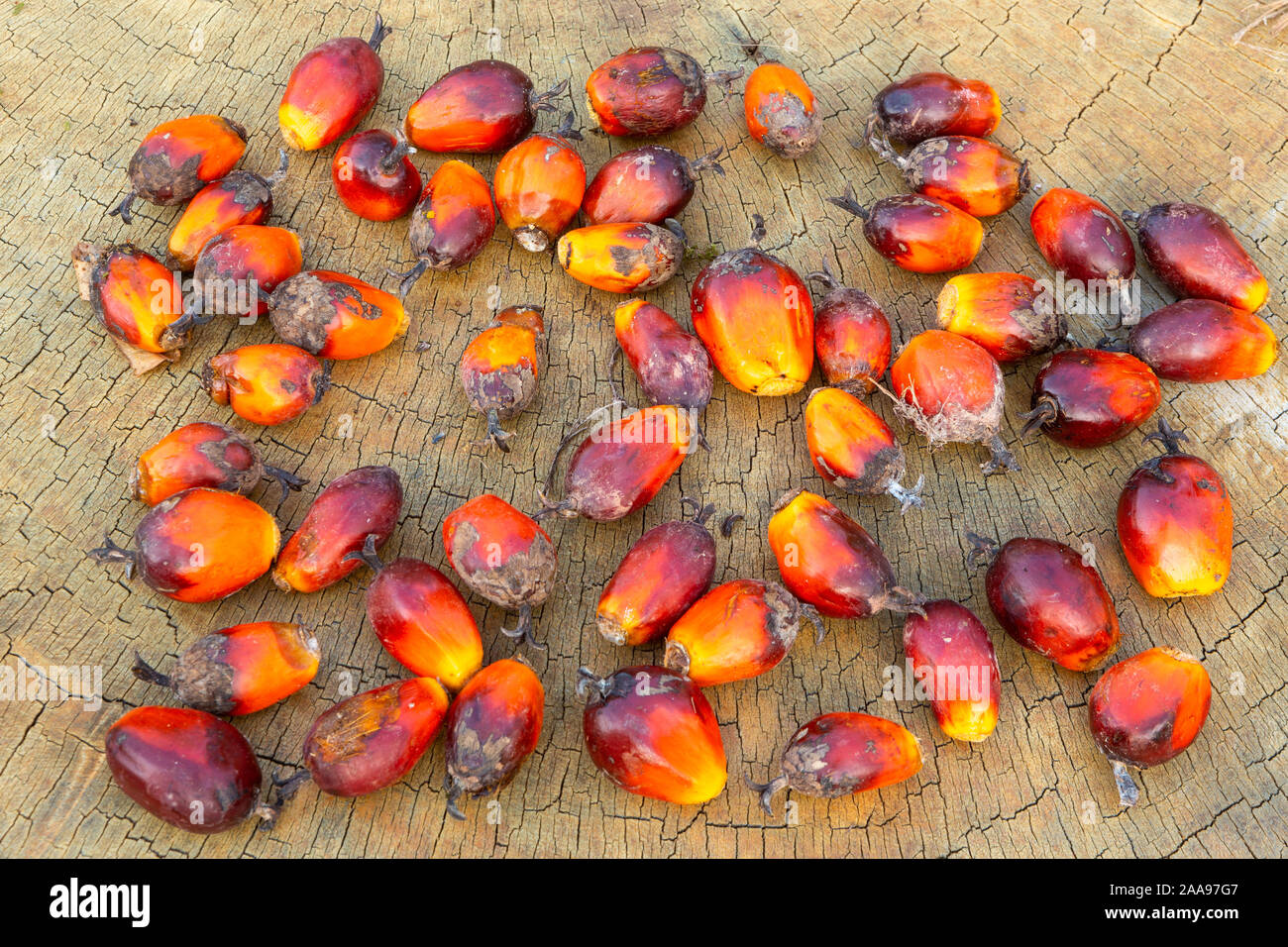 Gros plan du groupe de fruits à huile de palme (Elaeis guineensis), sur une table rustique en bois. Fruits dont l'huile végétale est utilisée dans l'industrie alimentaire, cosmétique. Banque D'Images