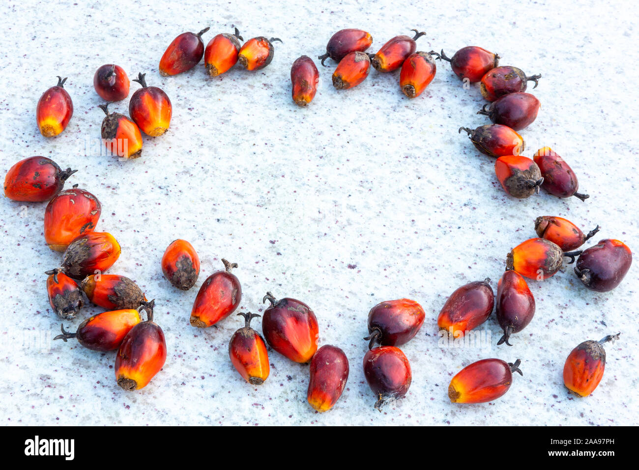 Gros plan du groupe de fruits frais à l'huile de palme (Elaeis guineensis) utilisé pour fabriquer de l'huile végétale sur une table en marbre rustique avec espace de copie. Concept de la nature, ECO. Banque D'Images