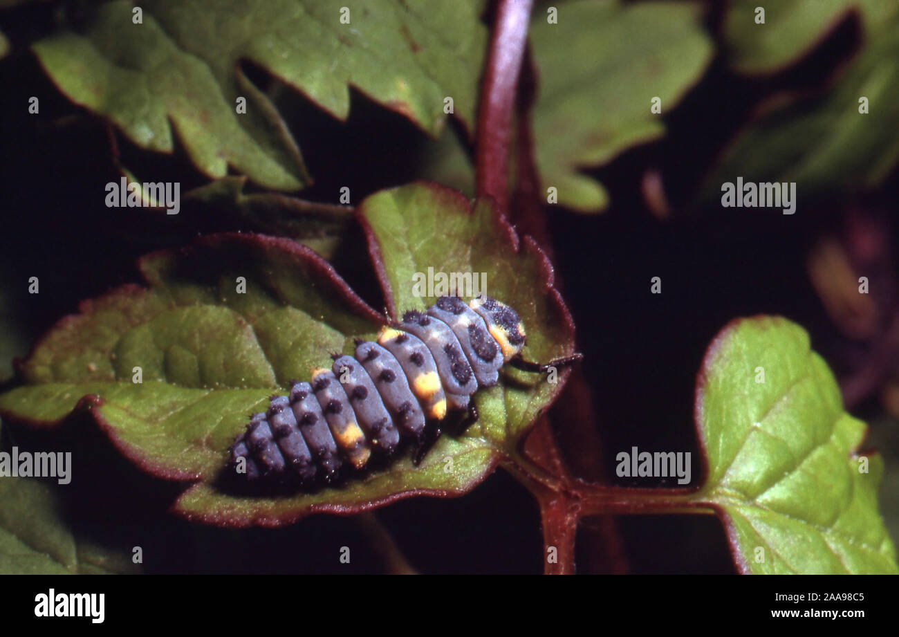 Les coléoptères ; Coccinelle larve ; COCCINELLA 7 PUNCTATA Banque D'Images