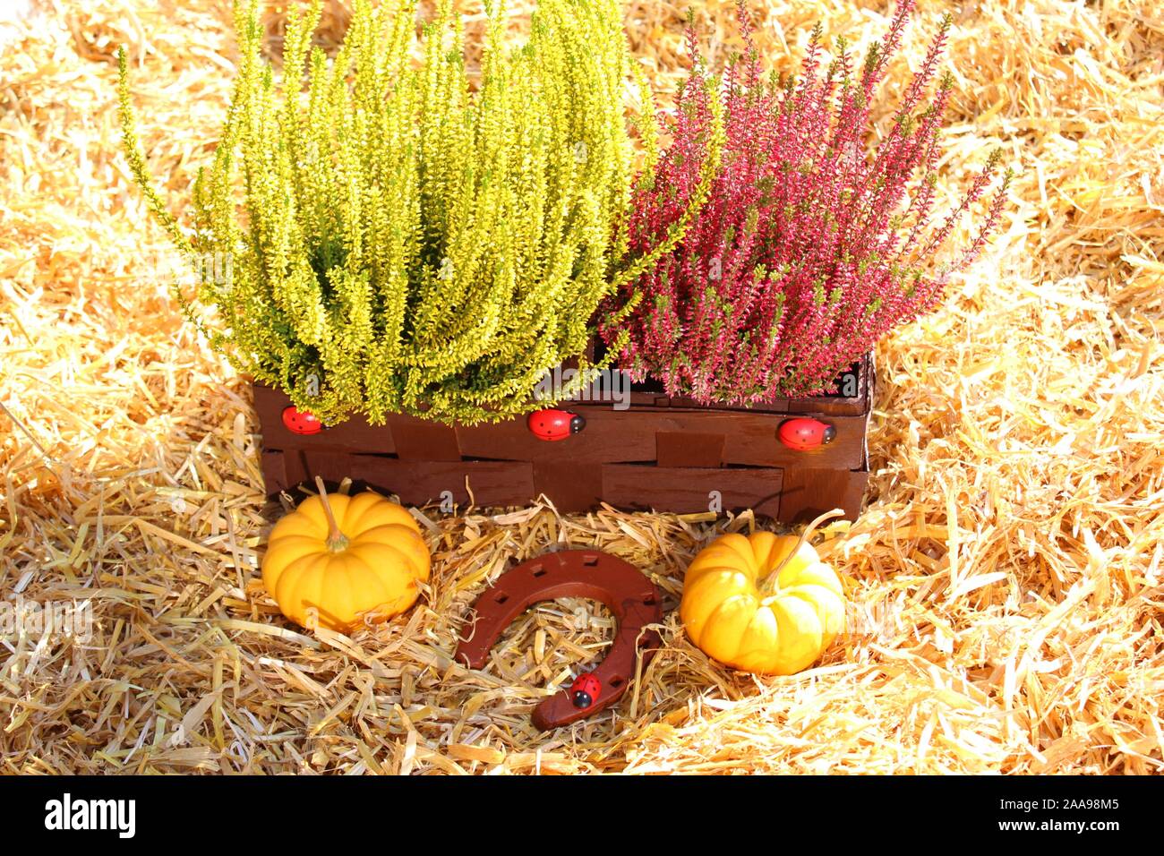 La photo montre des fleurs de bruyère et de citrouilles dans le faisceau Banque D'Images