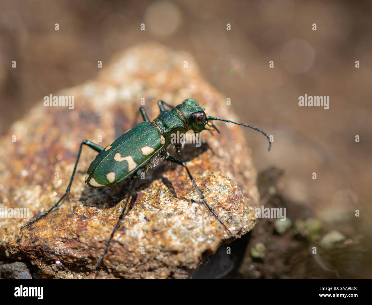 Un green tiger beetle (Cicindela gallica) sur le terrain, lors d'une journée ensoleillée en été, les Alpes italiennes (Tyrol du Sud, Italie) Banque D'Images