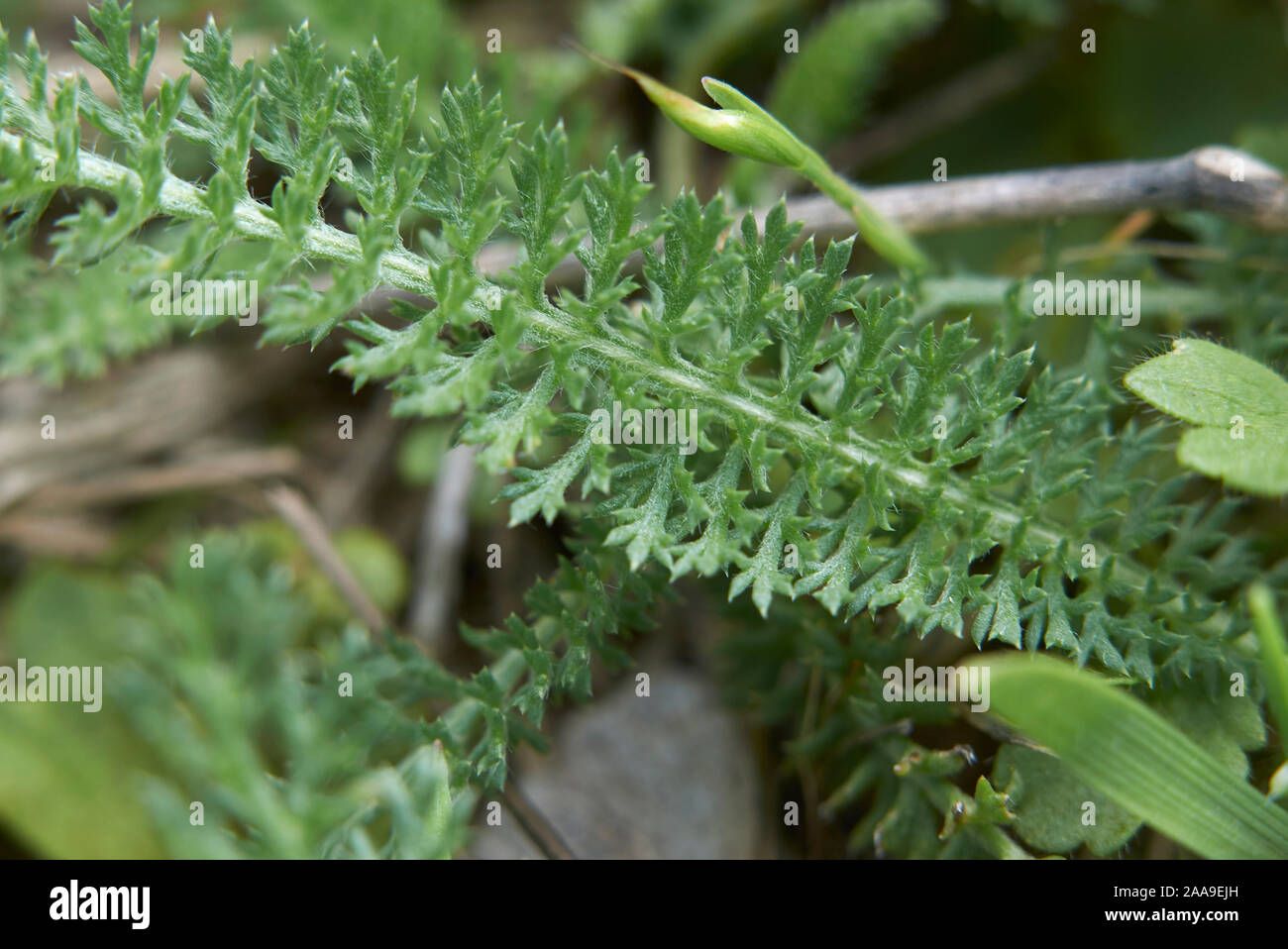 Feuilles fraîches close up de l'Achillea millefolium plante Banque D'Images