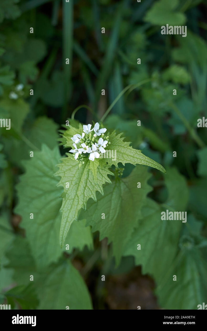 Fleurs blanches de Alliaria petiolata plant Banque D'Images