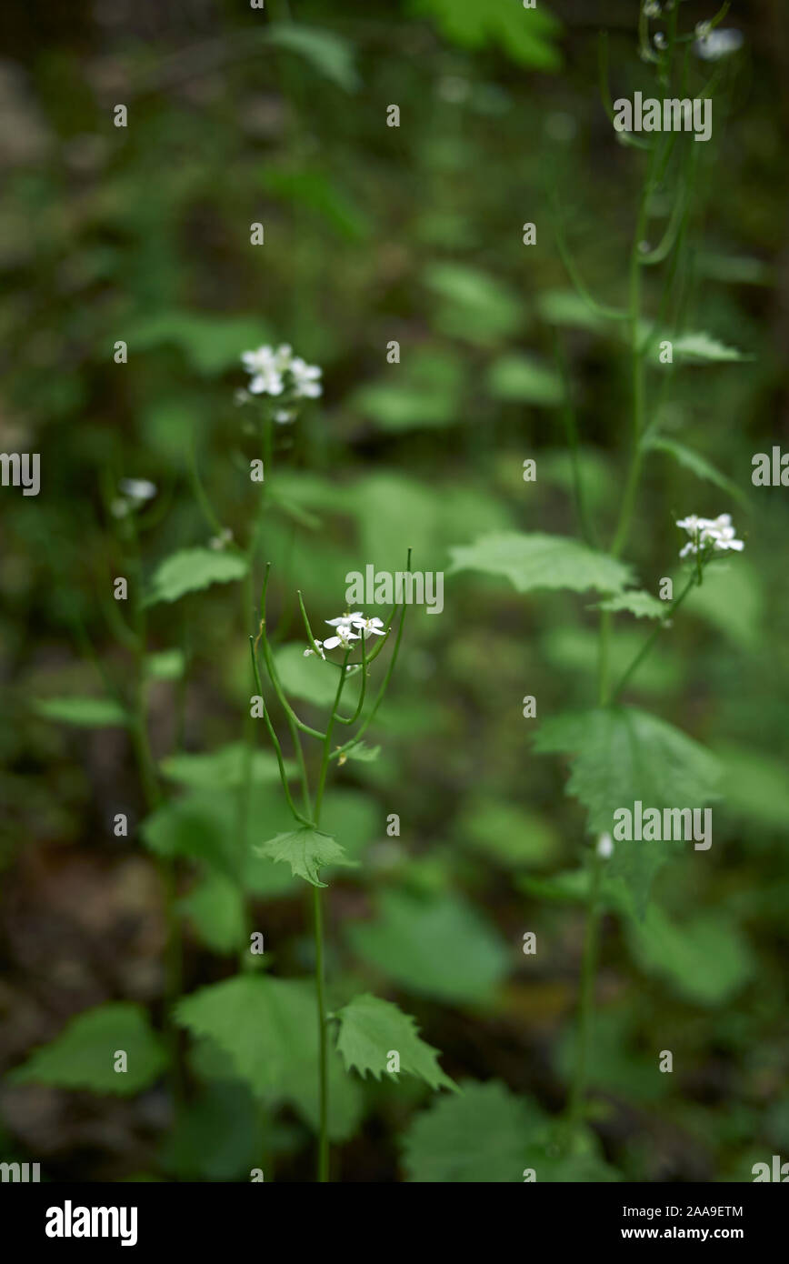 Fleurs blanches de Alliaria petiolata plant Banque D'Images