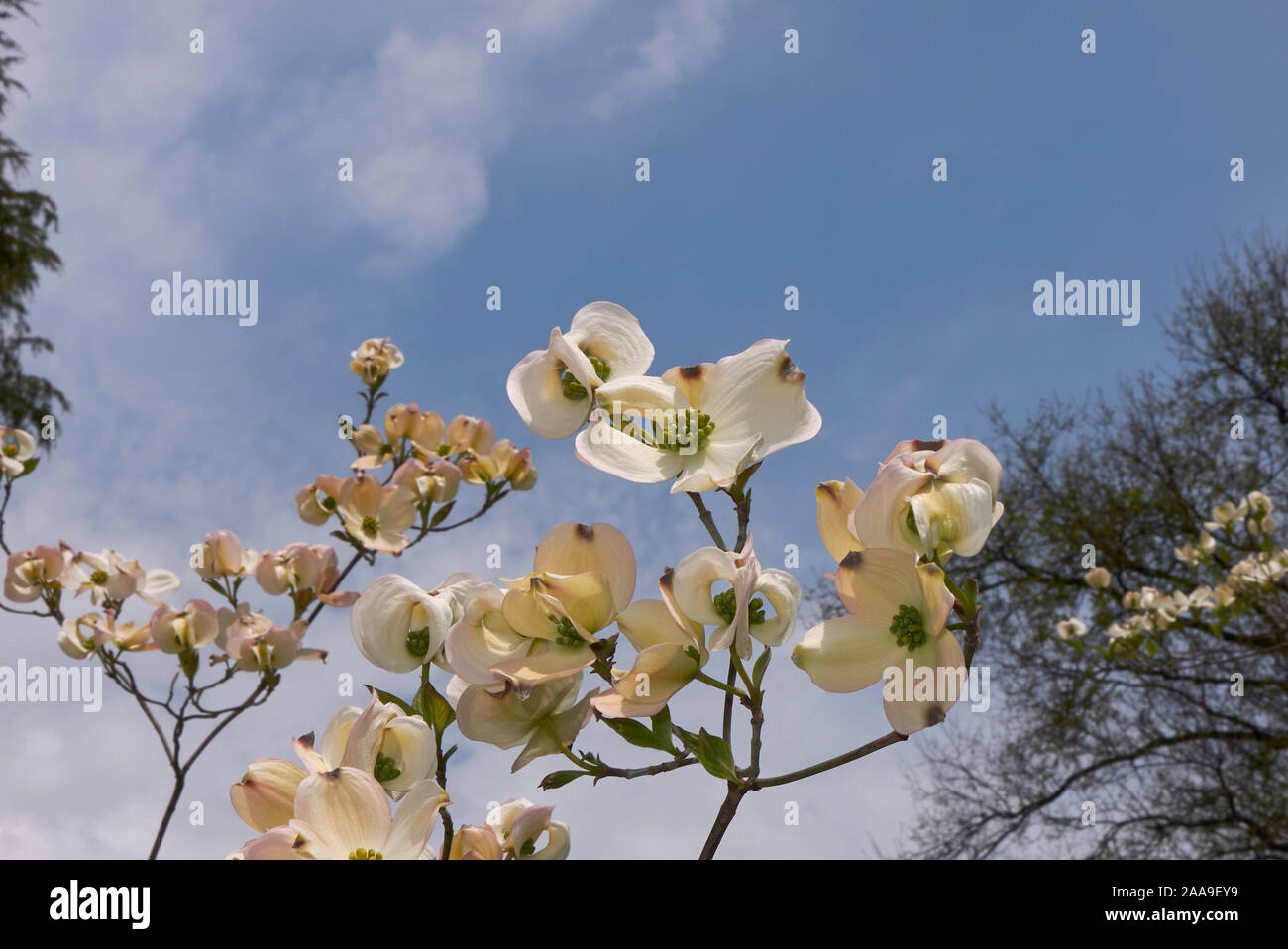 Cornus florida subsp. Urbiniana in Bloom Banque D'Images