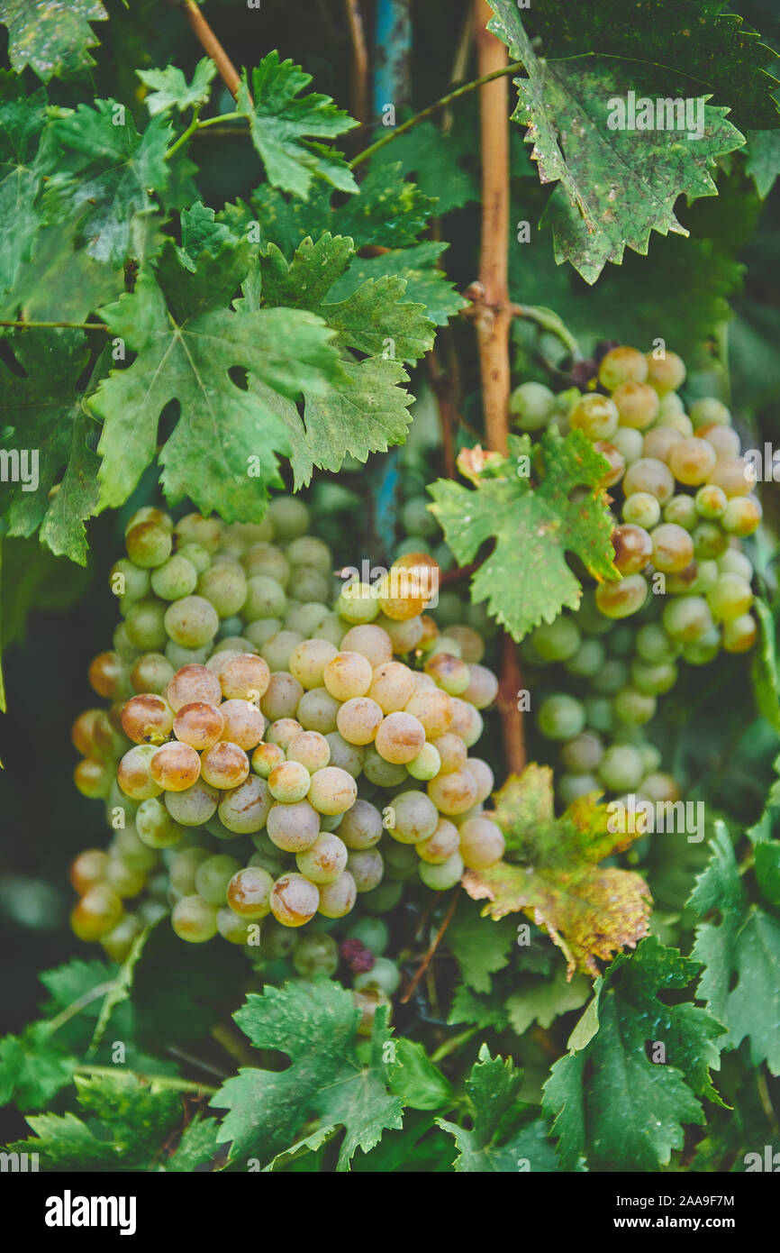 Raisins verts sur la vigne Banque D'Images