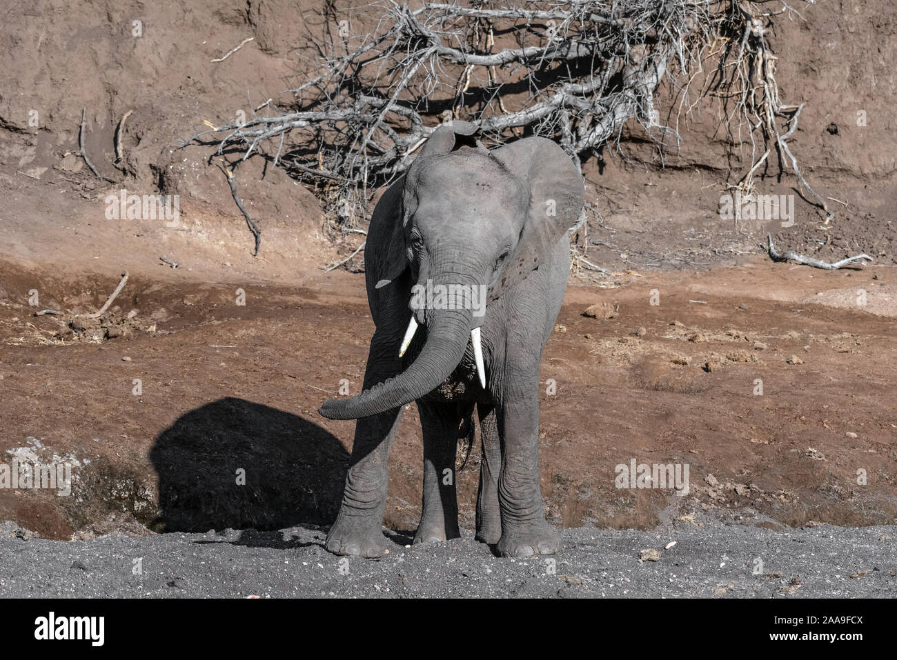 Un éléphant dans un lit de rivière à sec Botswana Banque D'Images