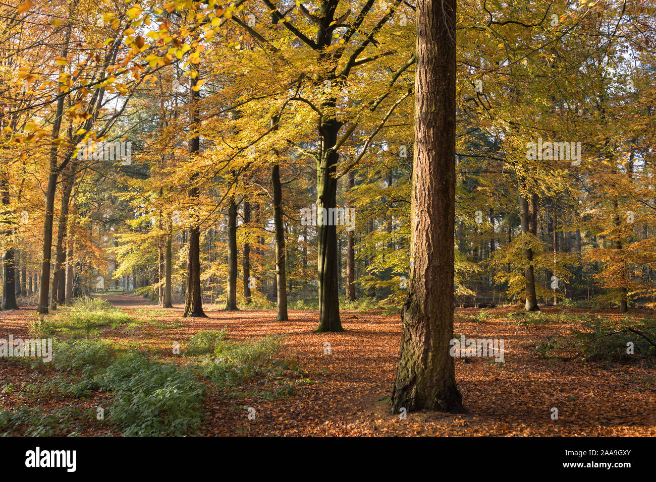 Pelouse avec des arbres de chêne et de hêtre et feuilles colorées en automne, break 'Herbertusbossen» aux Pays-Bas Banque D'Images